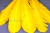 Декоративный Пучок из перьев, перо 23см/желтый - купить в Волжском. Цена: 12.19 руб.